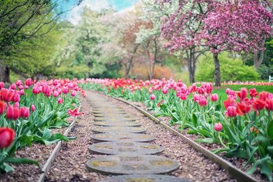 a Beautiful Garden