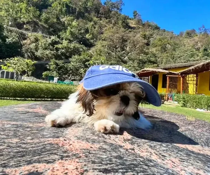 Dog Boarding in Ahmedabad | Safe, Trusted & Comfortable Care