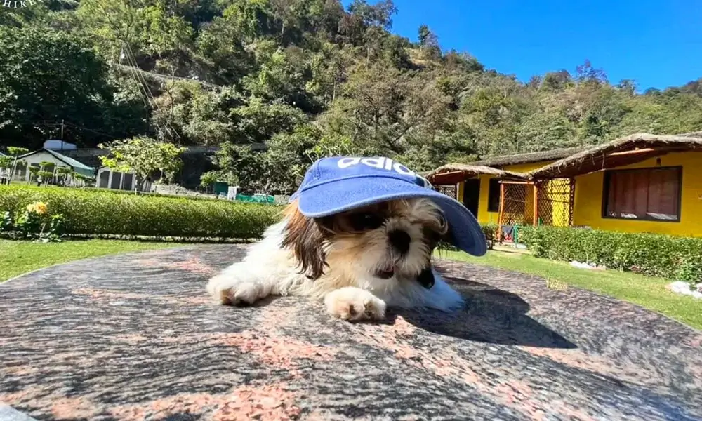 Pet Boarding in Ahmedabad